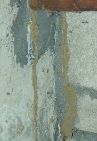 termite-mudtubes-from-floor-to-beam