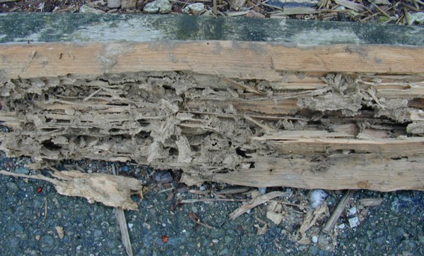 Termite-Mud