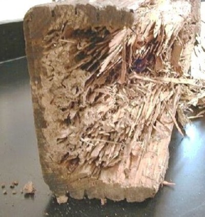 termite-damaged-main-beam