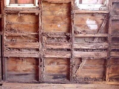 termite-damaged-wall-studs
