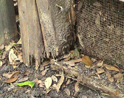 termite-damaged-fence-bottom