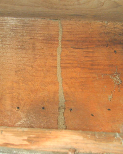 termite-mudtube-on-beam