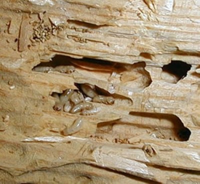 termite-workers-inside-damaged-wood
