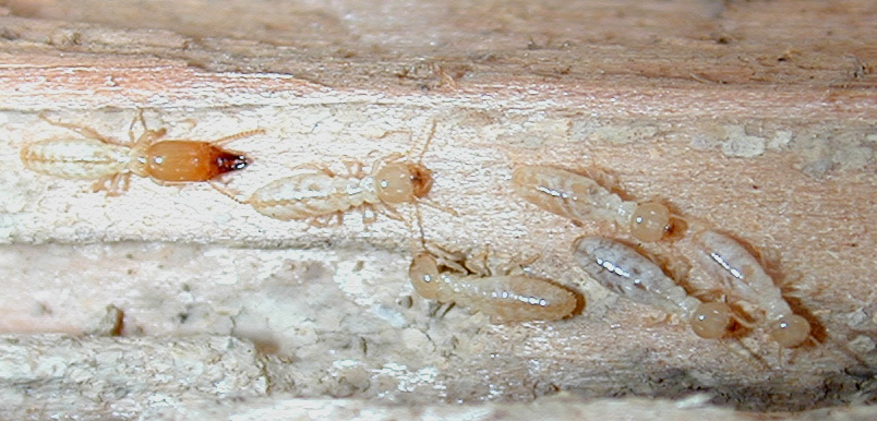 Termite workers with soldier