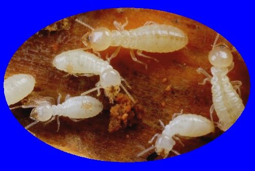 Termite-Workers-Magnified