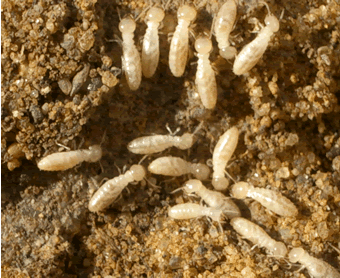 live-termites-in-soil