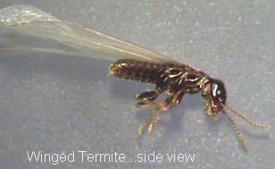 Winged-Termite-Swarmer-Termite-Inpection-MA