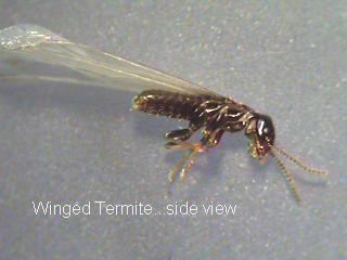 winged-termite-swarmer-magnified